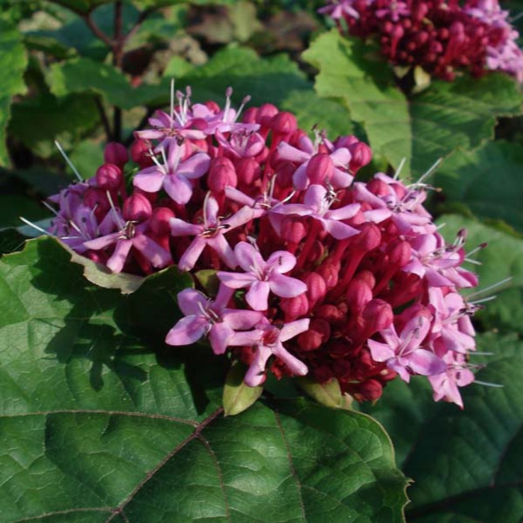 Clerodendrum bungei - Clerodendro