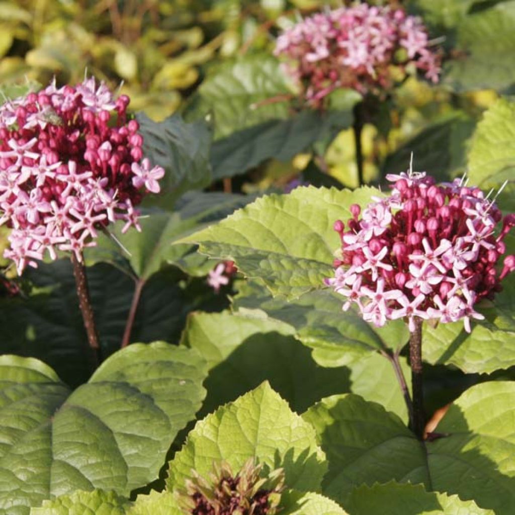 Clerodendrum bungei - Clerodendro