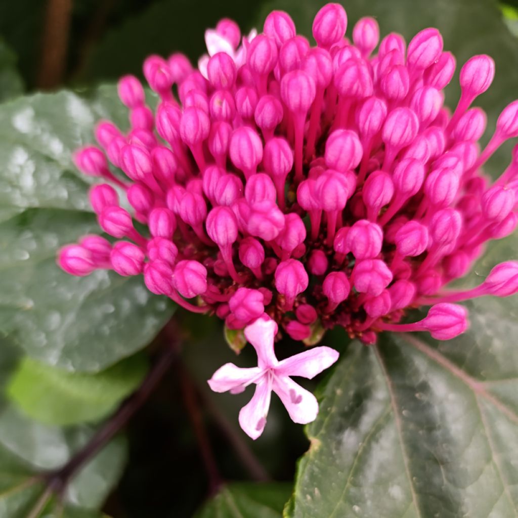 Clerodendrum bungei - Clerodendro
