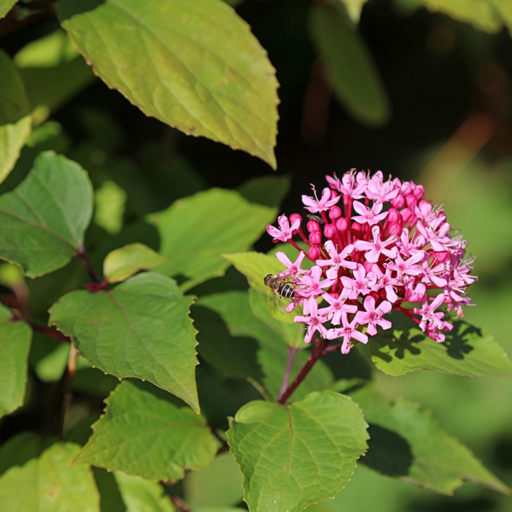 Clerodendrum bungei - Clerodendro