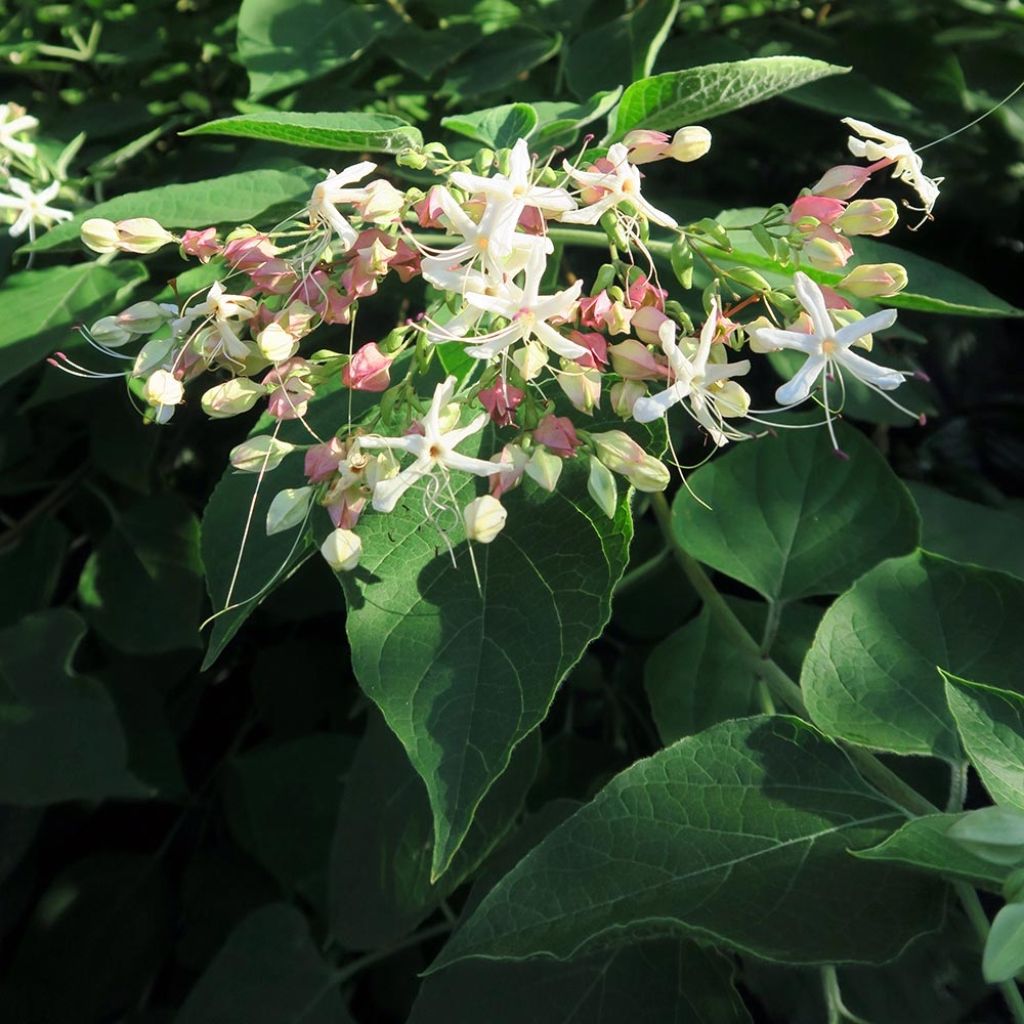 Clerodendro Fargesii - Clerodendrum trichotomum