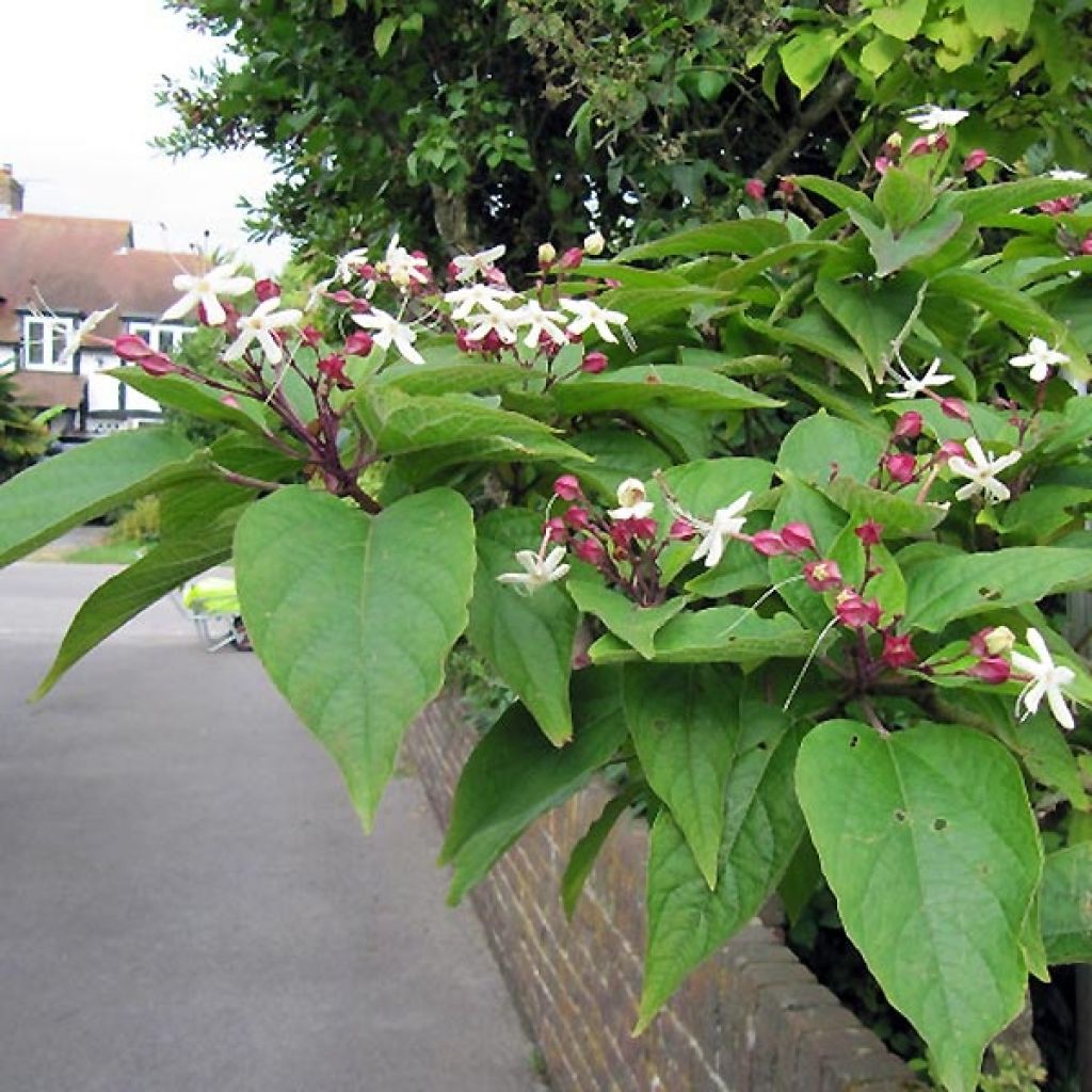 Clerodendro Fargesii - Clerodendrum trichotomum