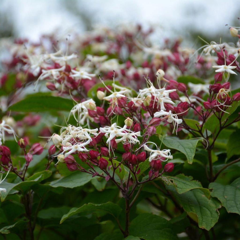 Clerodendro Purple Blaze - Clerodendrum trichotomum