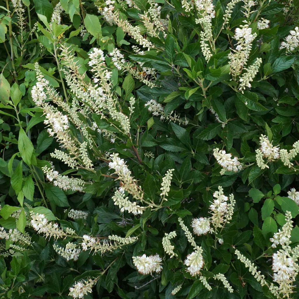 Clethra alnifolia Hummingbird