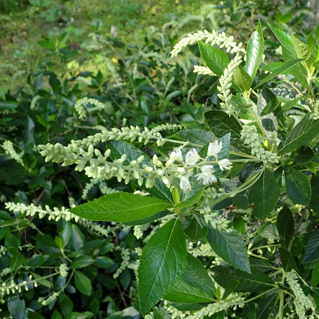 Clethra alnifolia Hummingbird