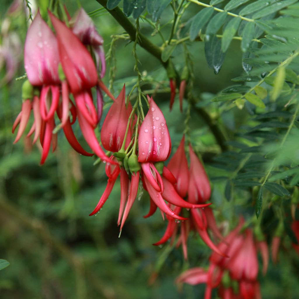Clianthus puniceus Flamingo - Becco di Pappagallo