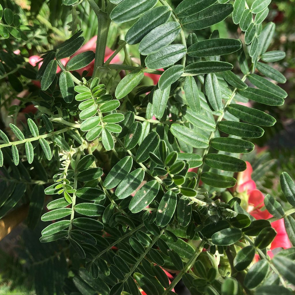 Clianthus puniceus Flamingo - Becco di Pappagallo