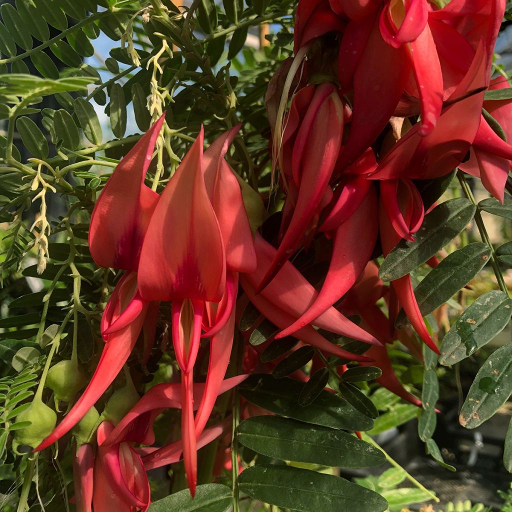Clianthus puniceus Flamingo - Becco di Pappagallo