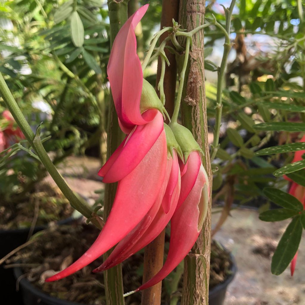 Clianthus puniceus Flamingo - Becco di Pappagallo