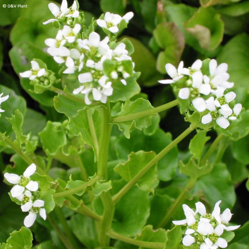 Cochlearia officinalis - Coclearia medicinale