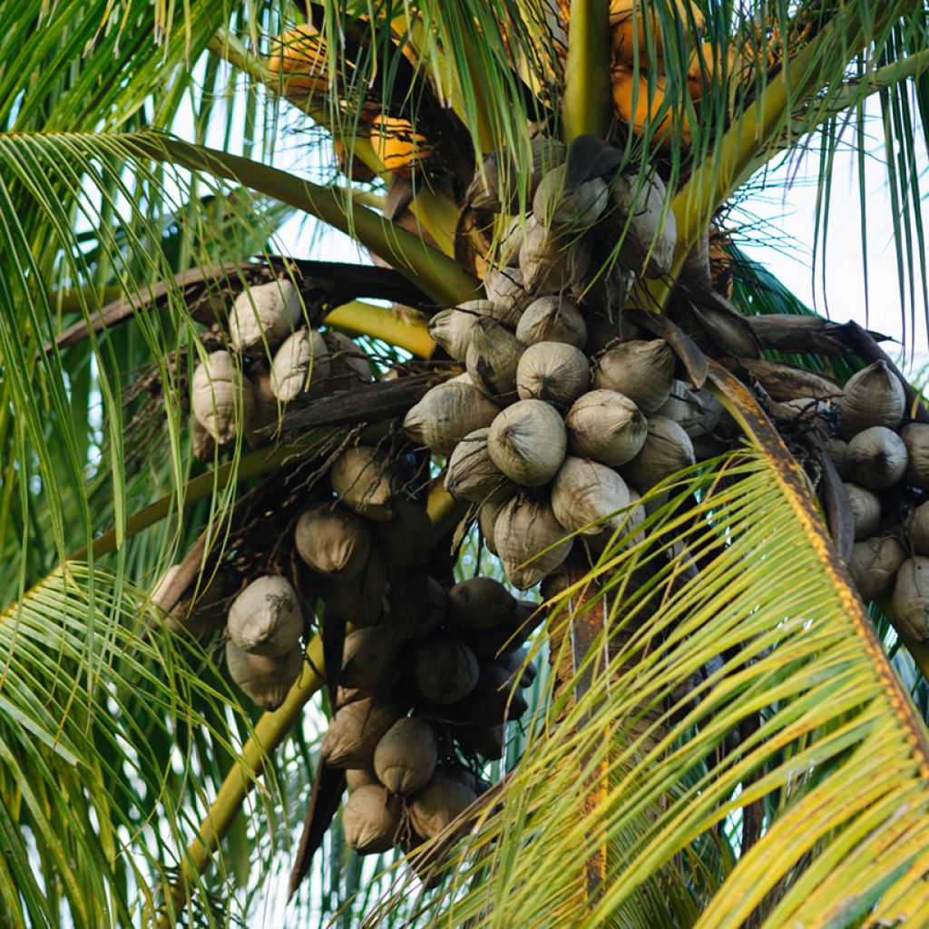 Cocos nucifera - Palma da cocco