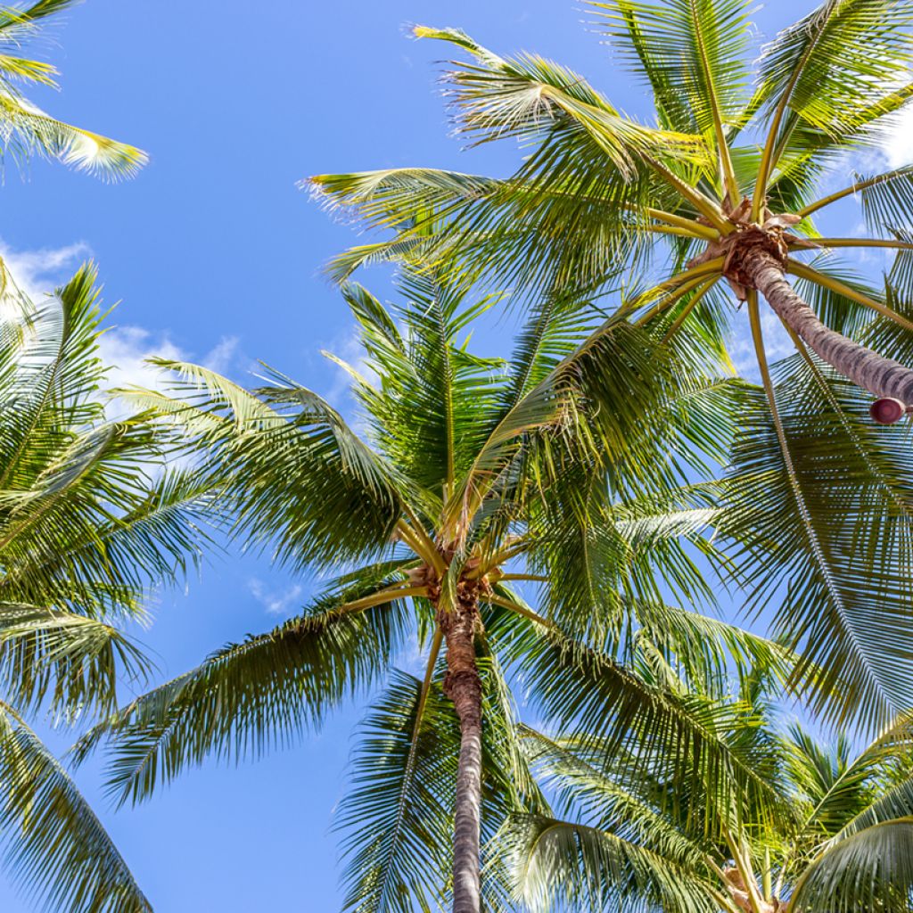 Cocos nucifera - Palma da cocco