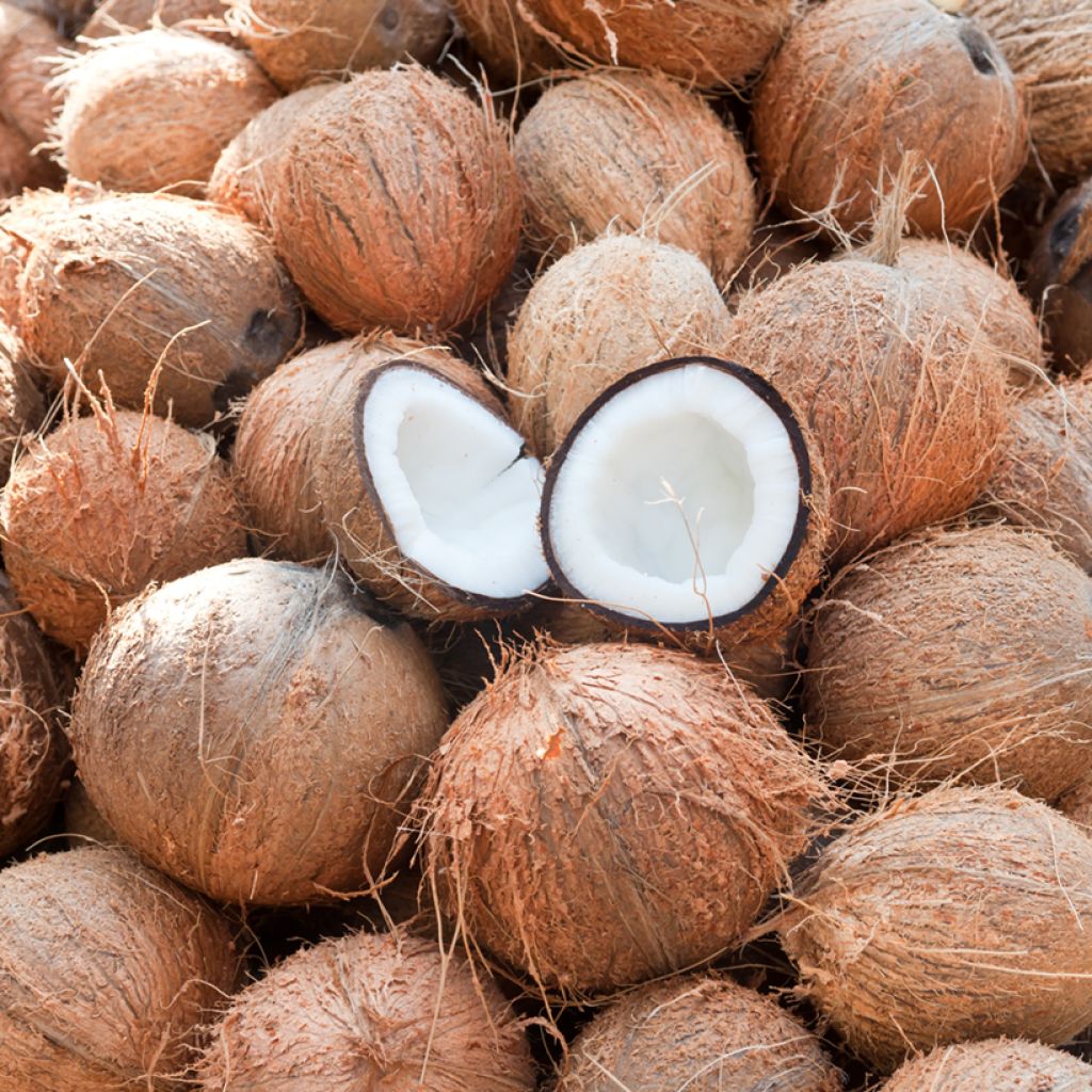 Cocos nucifera - Palma da cocco