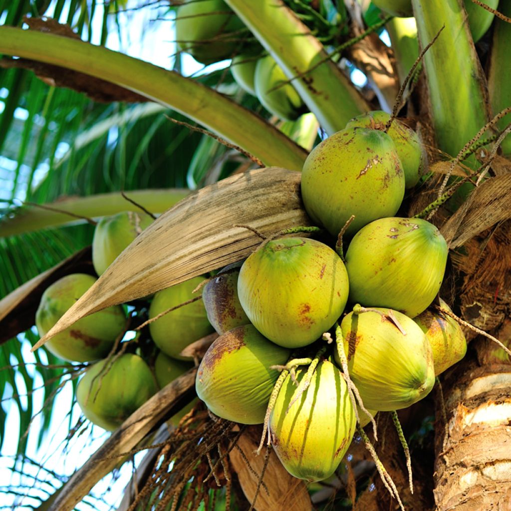 Cocos nucifera - Palma da cocco
