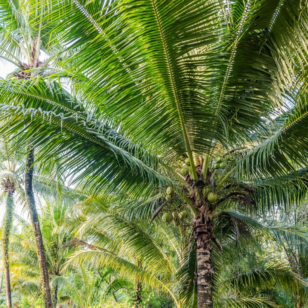 Cocos nucifera - Palma da cocco