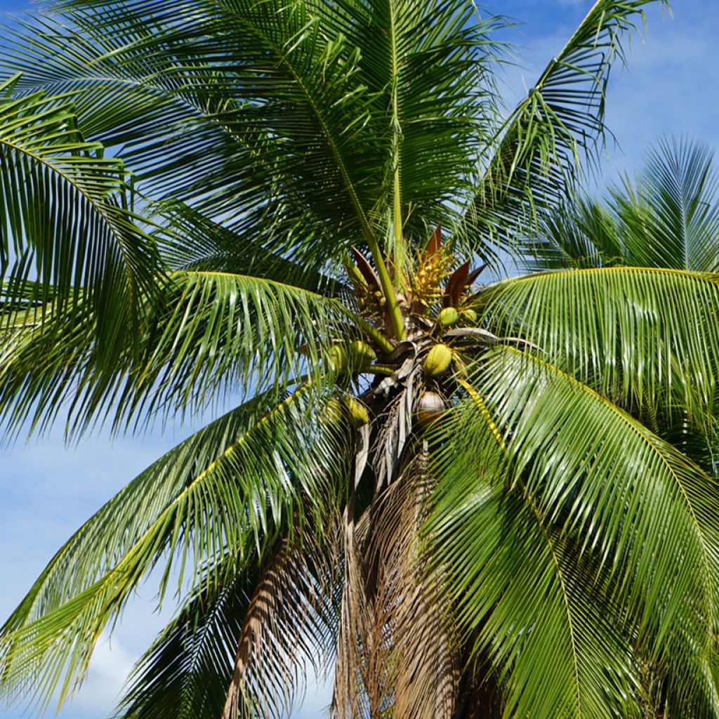 Cocos nucifera - Palma da cocco
