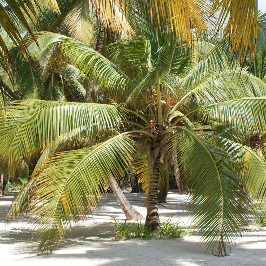 Cocos nucifera - Palma da cocco