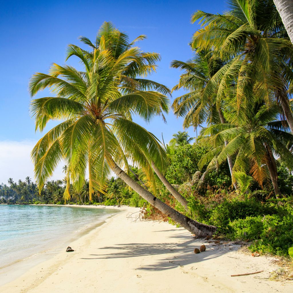 Cocos nucifera - Palma da cocco