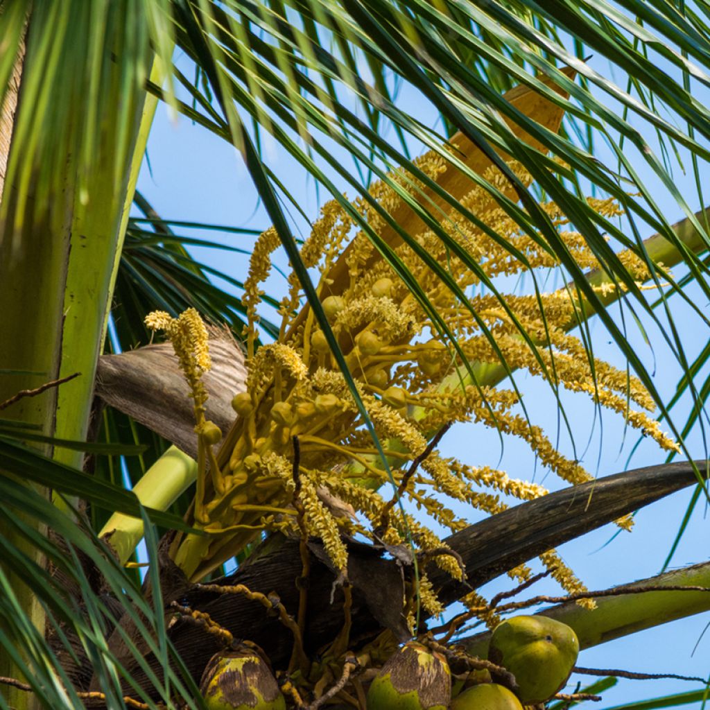 Cocos nucifera - Palma da cocco