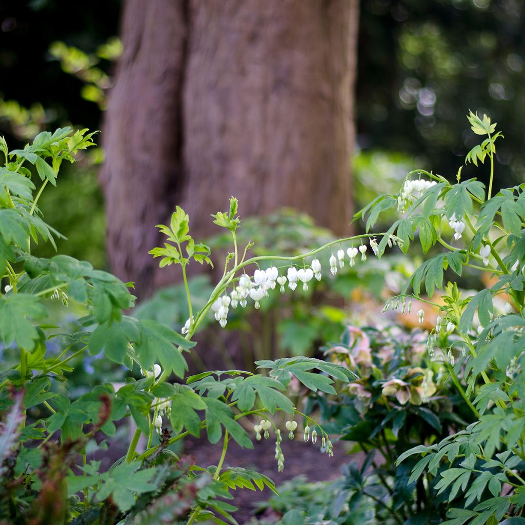 Dicentra spectabilis Alba - Cuore di Maria