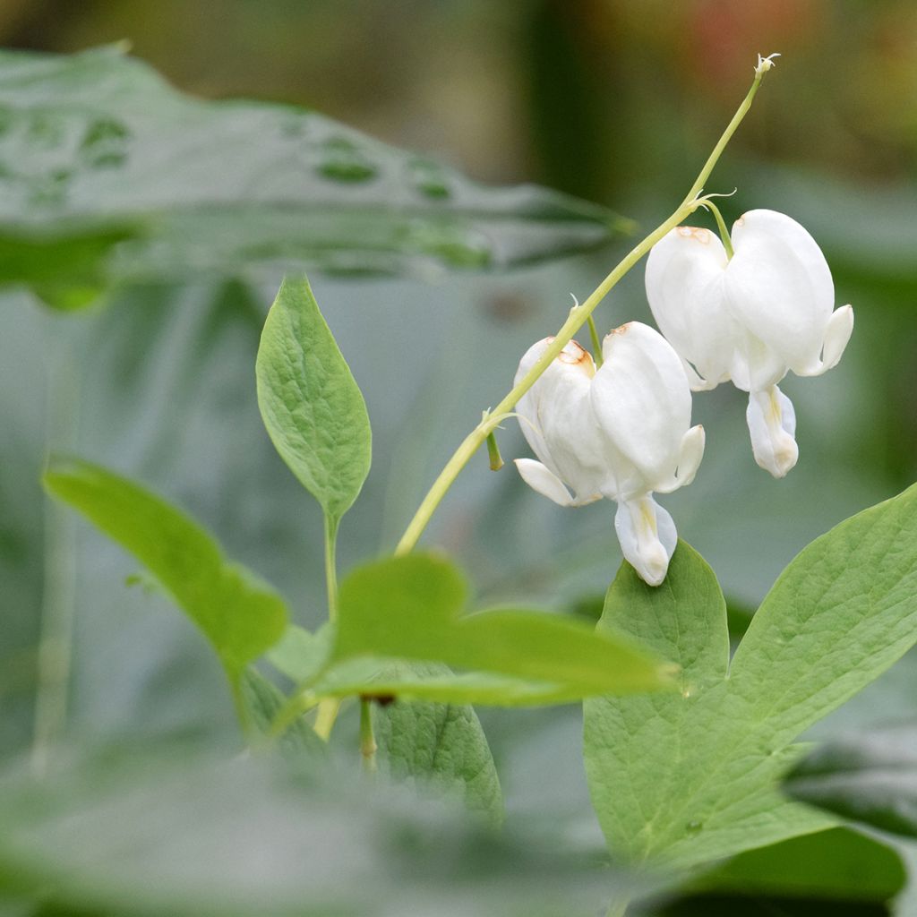 Dicentra spectabilis Alba - Cuore di Maria