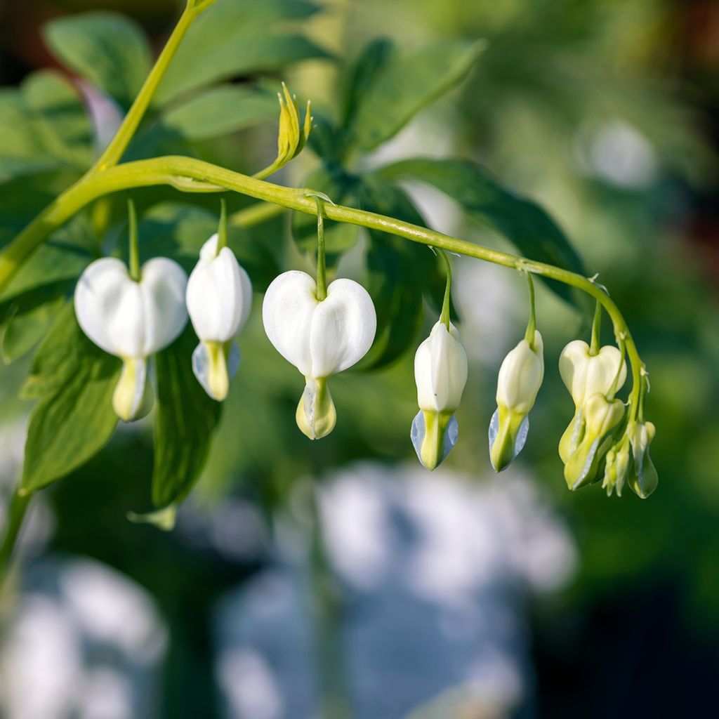 Dicentra spectabilis Alba - Cuore di Maria