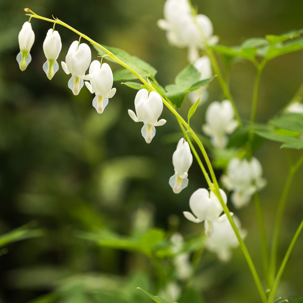 Dicentra spectabilis Alba - Cuore di Maria