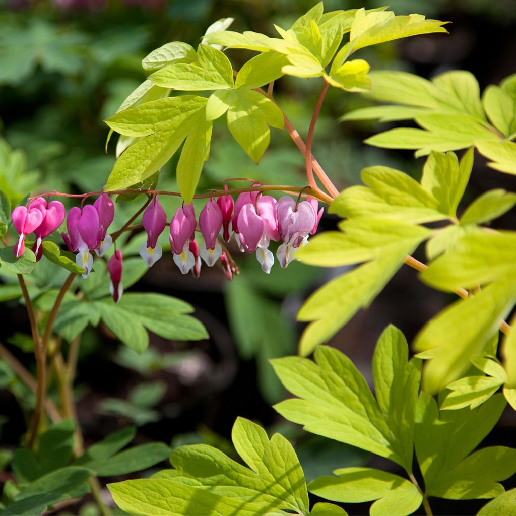 Dicentra spectabilis Yellow Leaf - Cuore di Maria
