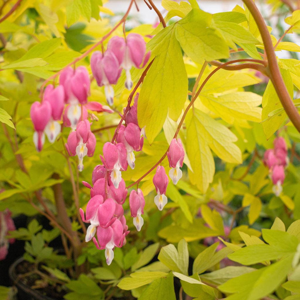 Dicentra spectabilis Yellow Leaf - Cuore di Maria