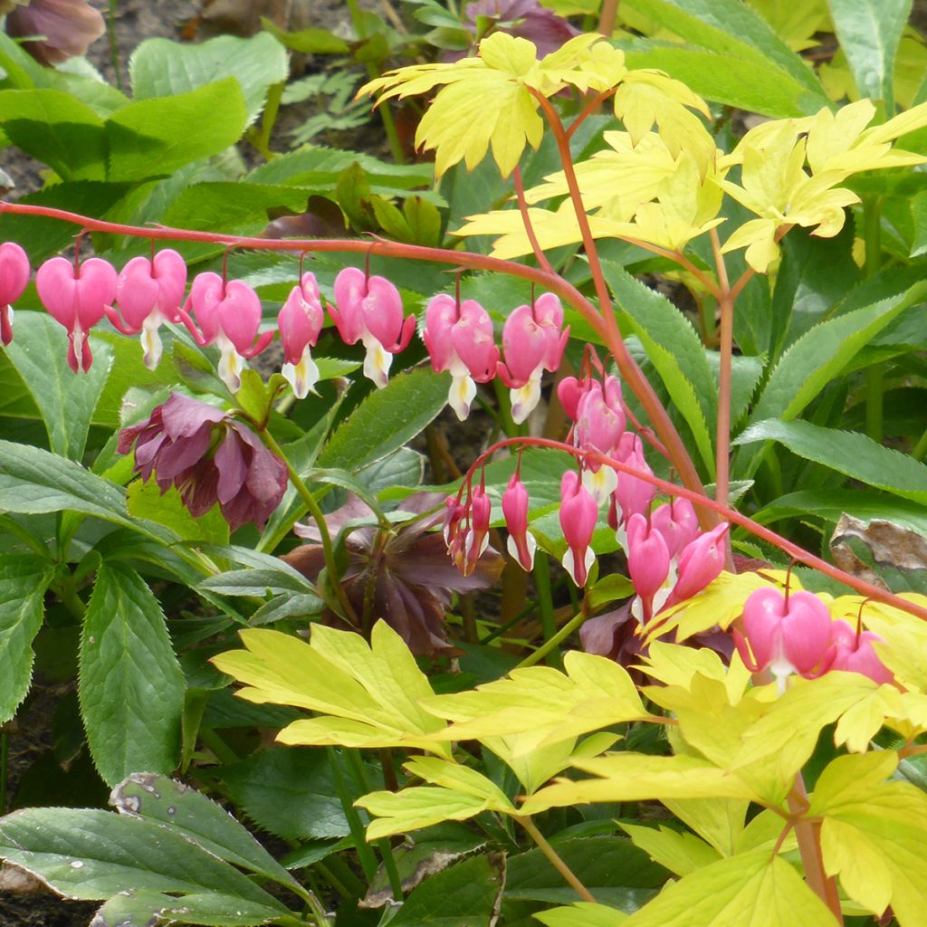 Dicentra spectabilis Yellow Leaf - Cuore di Maria