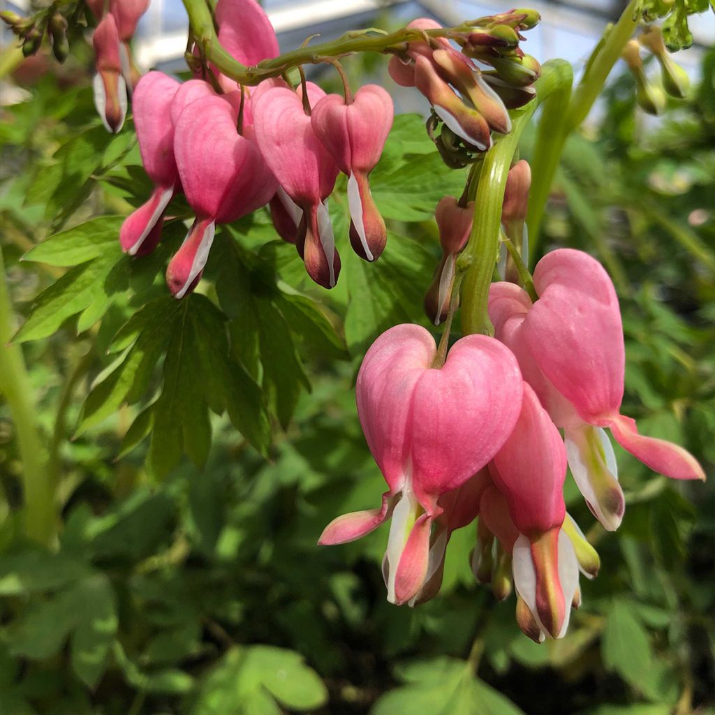 Dicentra spectabilis - Cuore di Maria
