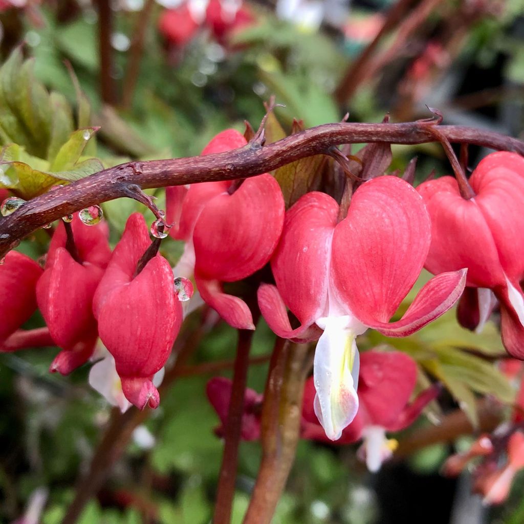 Dicentra spectabilis Valentine - Cuore di Maria