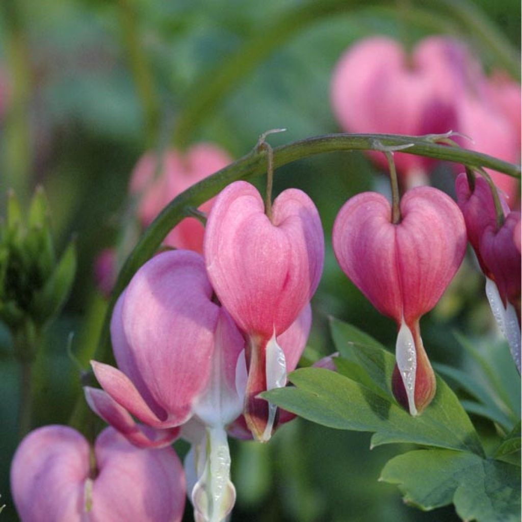 Dicentra spectabilis - Cuore di Maria