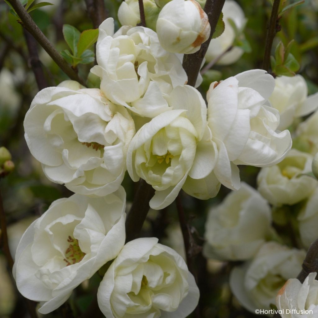 Cognassier du Japon - Chaenomeles speciosa Double Delice Pure