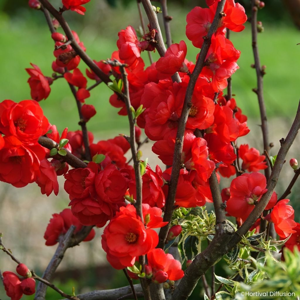 Cognassier du Japon - Chaenomeles speciosa Double Delice Rouge Baiser
