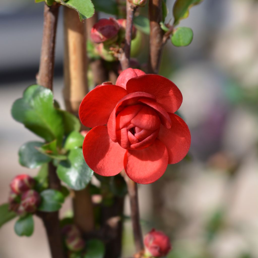Chaenomeles speciosa Scarlet Storm - Fior di Pesco