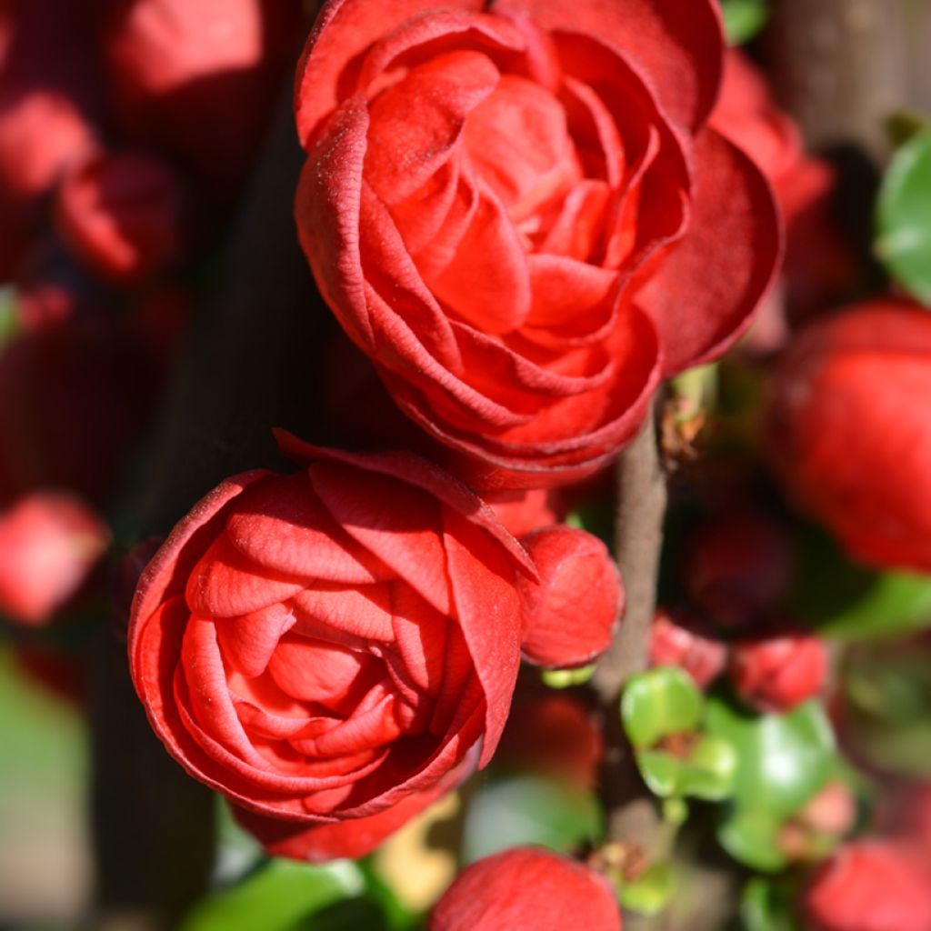 Chaenomeles speciosa Scarlet Storm - Fior di Pesco