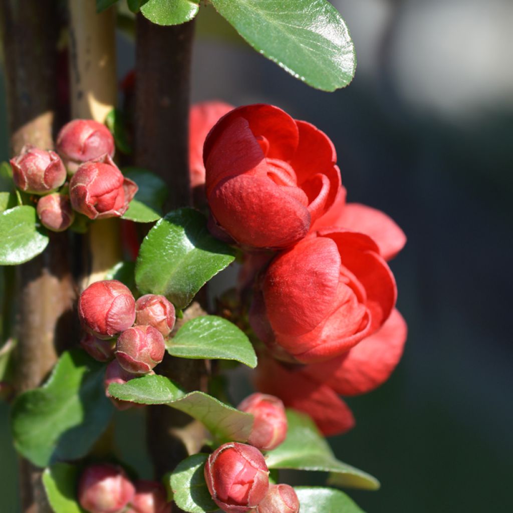 Chaenomeles speciosa Scarlet Storm - Fior di Pesco