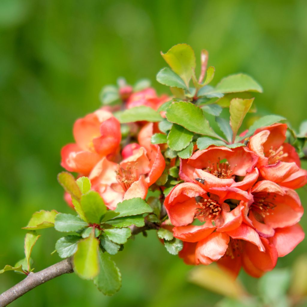 Chaenomeles superba Texas Scarlet - Fior di Pesco
