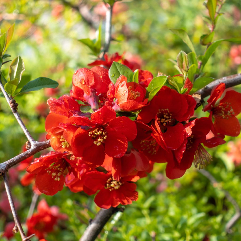 Chaenomeles superba Texas Scarlet - Fior di Pesco