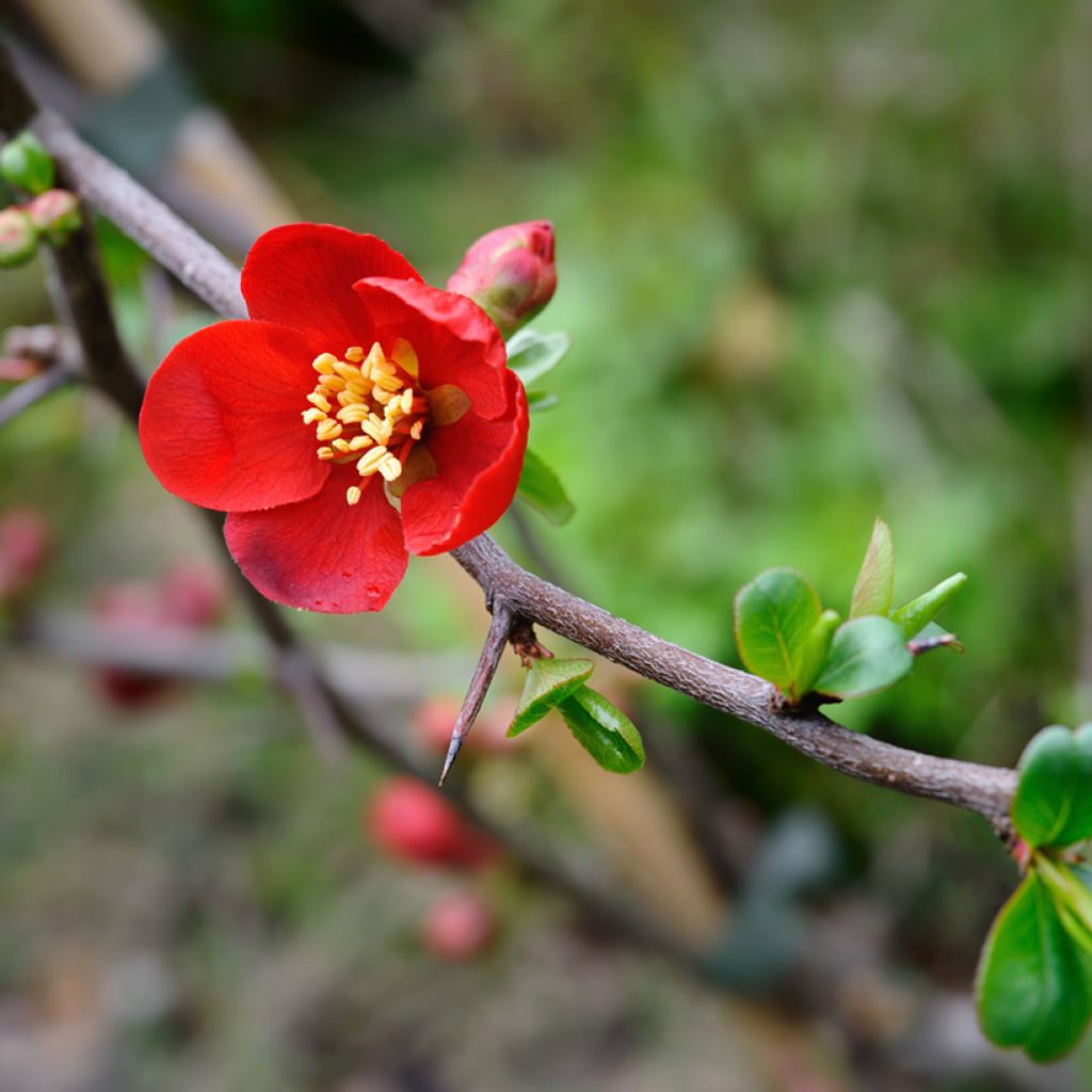 Chaenomeles superba Crimson and Gold - Fior di Pesco