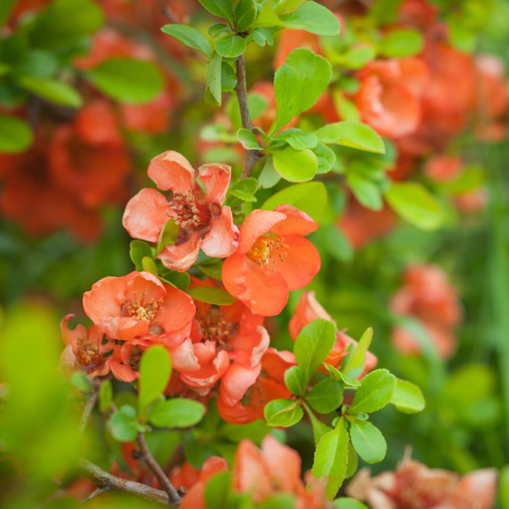 Chaenomeles speciosa Friesdorfer - Fior di Pesco