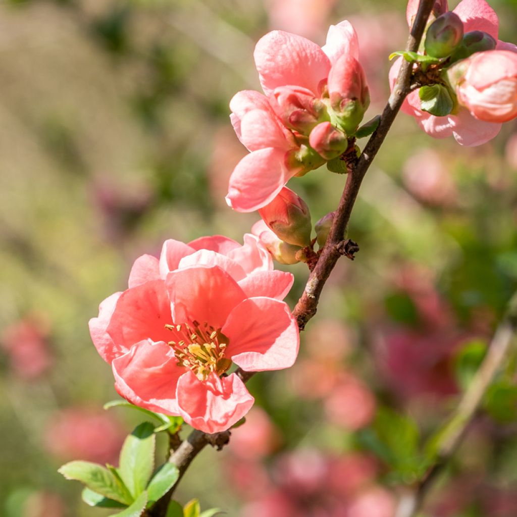 Chaenomeles superba Pink Lady - Fior di Pesco
