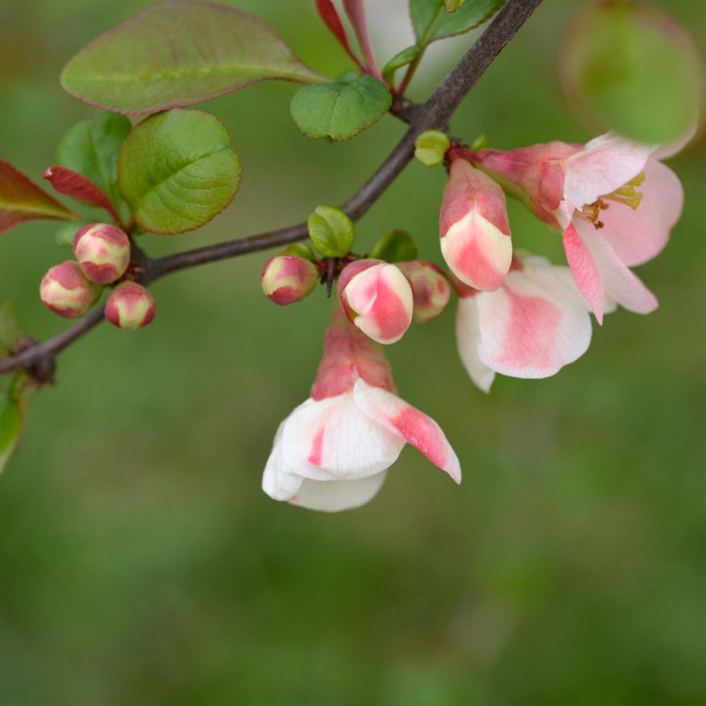 Chaenomeles speciosa Toyo-Nishiki - Fior di Pesco