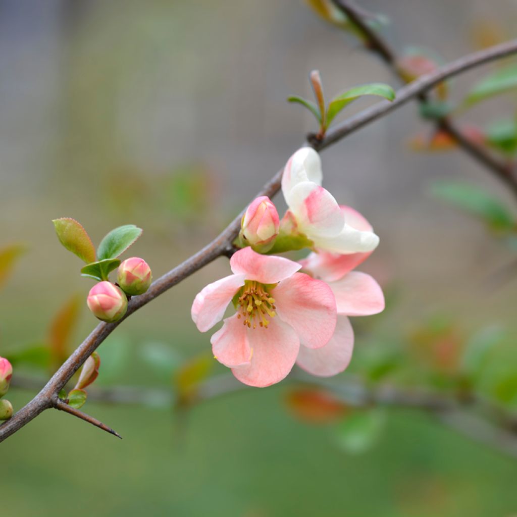 Chaenomeles speciosa Toyo-Nishiki - Fior di Pesco