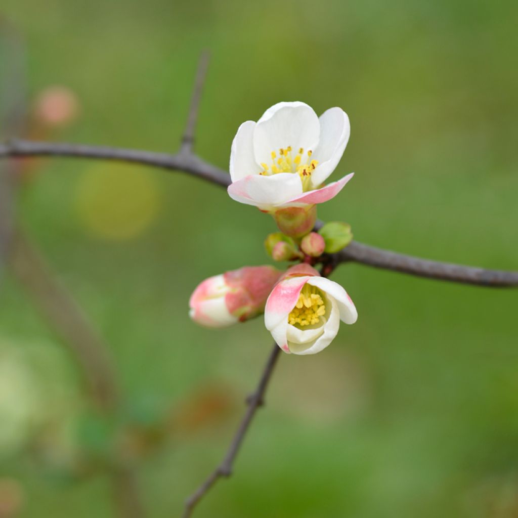 Chaenomeles speciosa Toyo-Nishiki - Fior di Pesco