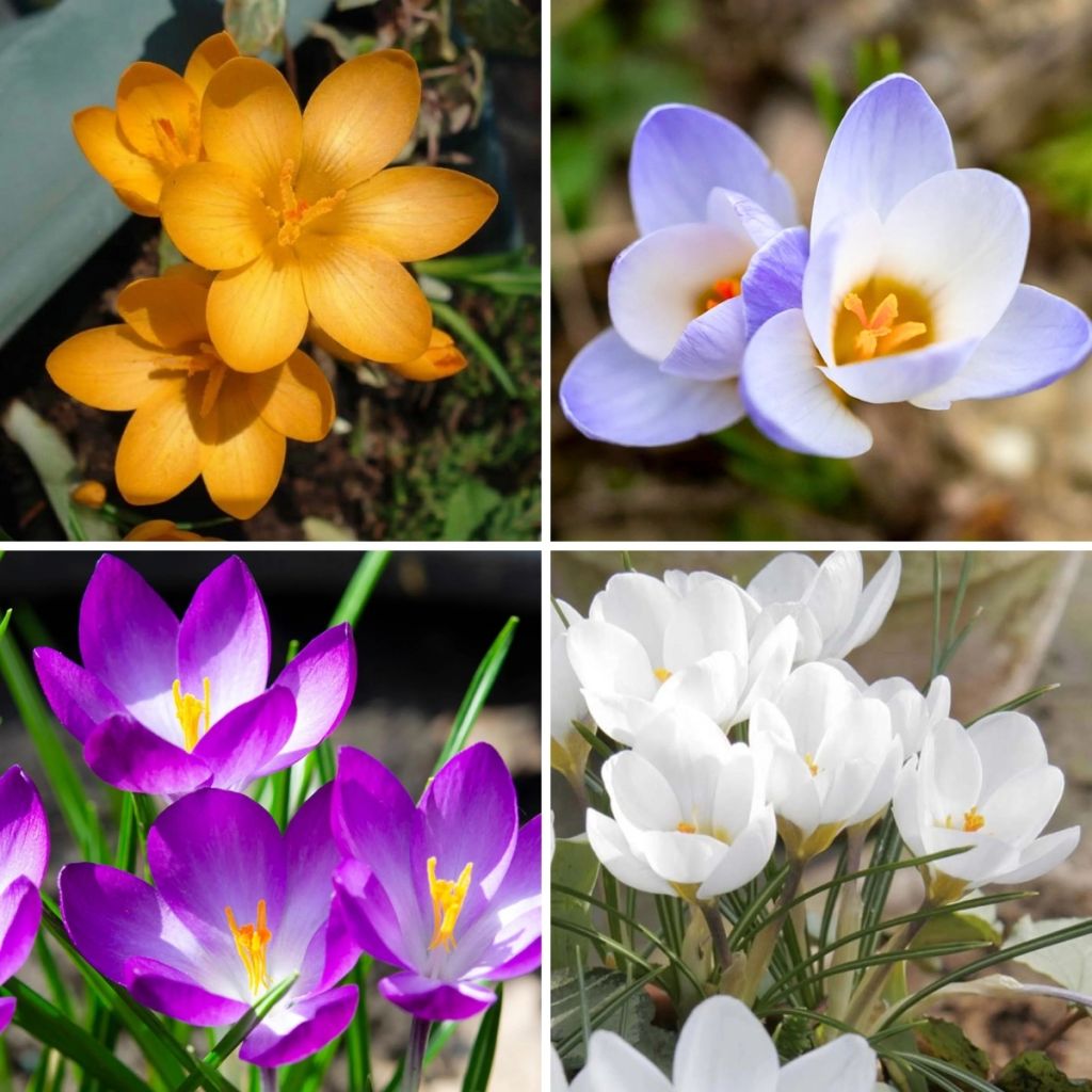 Collezione 115 Crocus Botanici