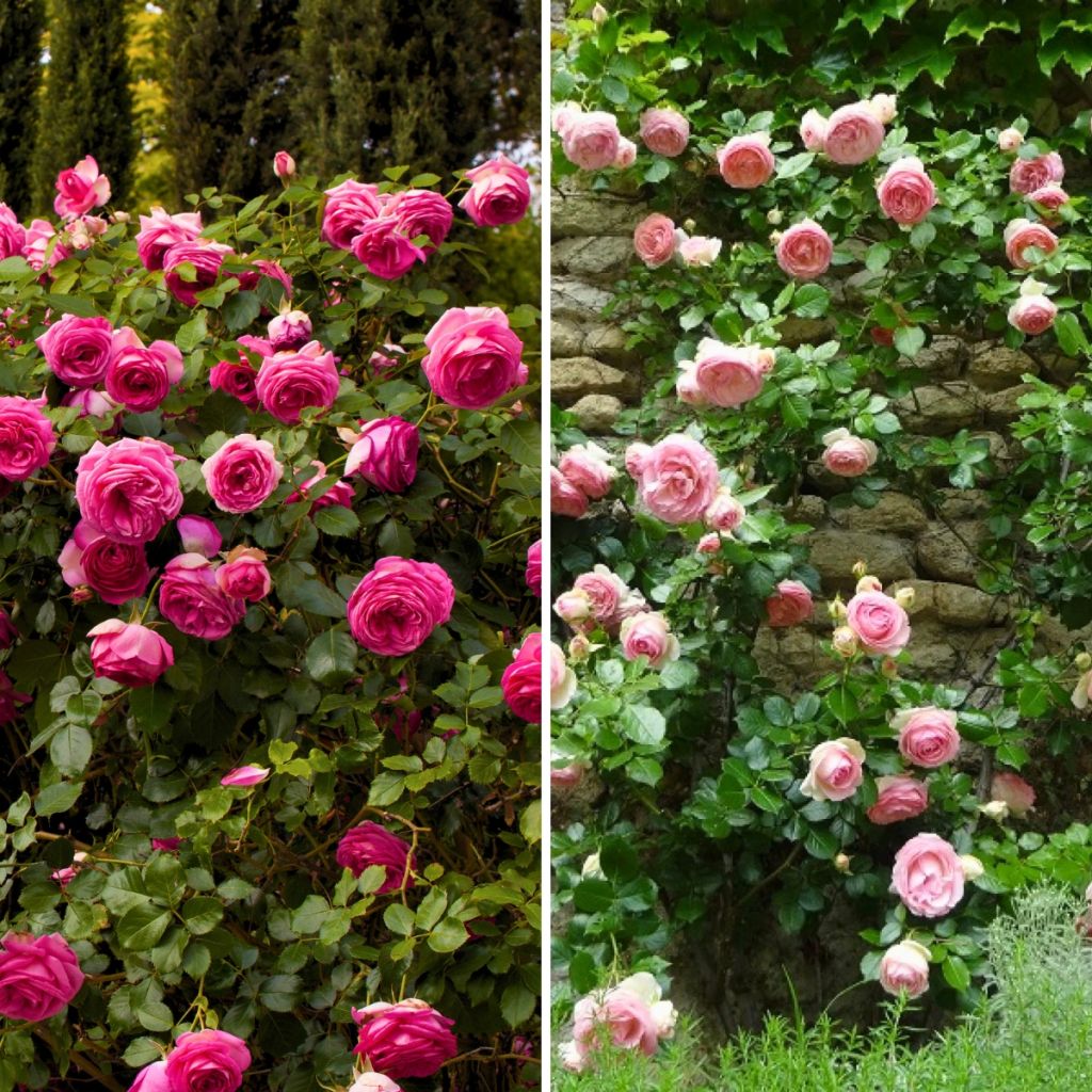 Rose rampicante Collection 2 rosa