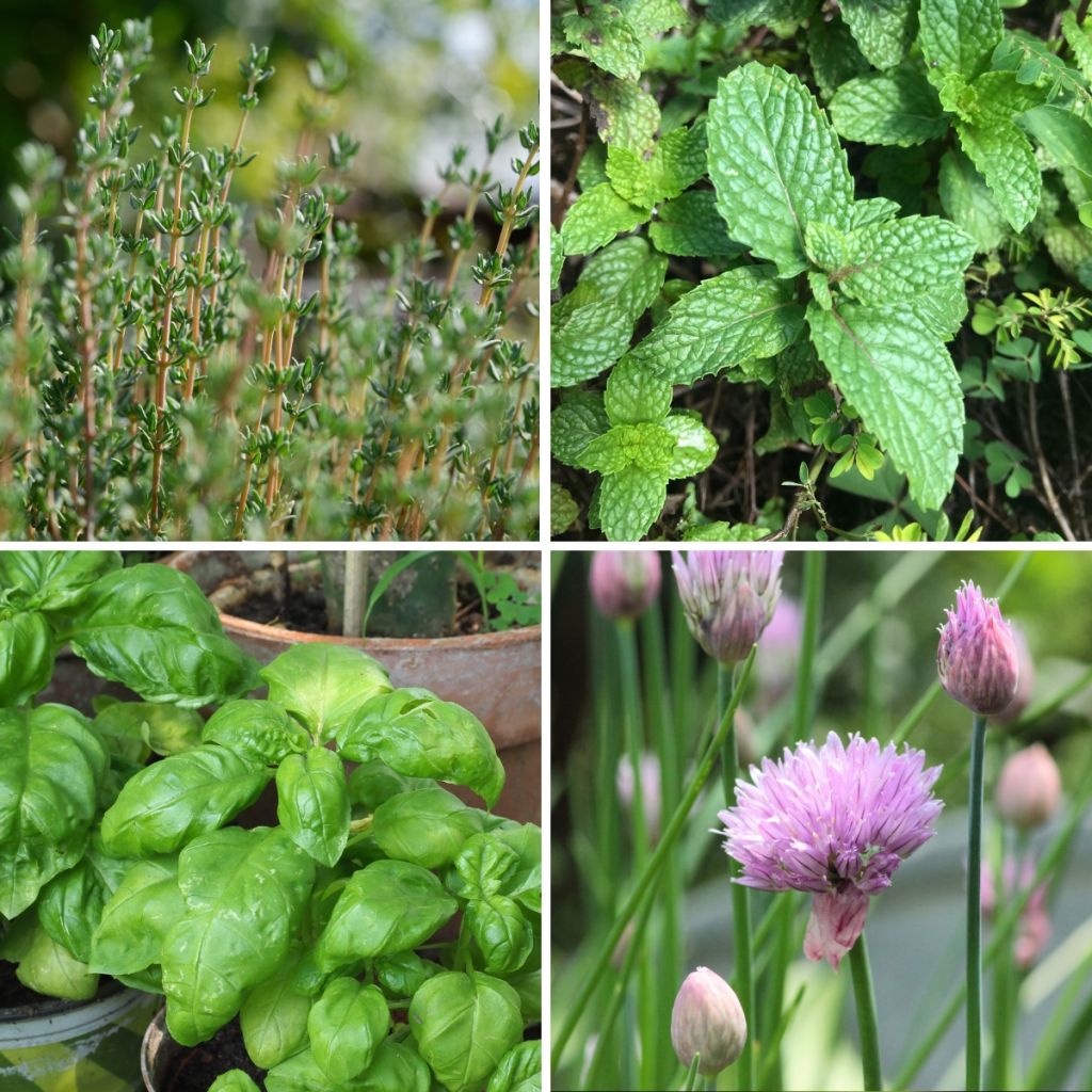 Collezione 4 Piante aromatiche a prezzo vantaggioso