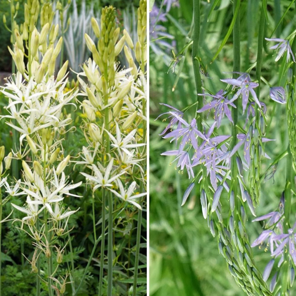 Collezione 8 Camassia Bianca e Blu